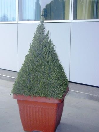 Lavendel, Pyramide 45/120 cm officinalis Gewürze PP-Nr.: IT-07-0526