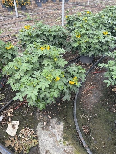 Cassia, Busch 27/60 cm corymbosa PP-Nr.: IT-16BT0373