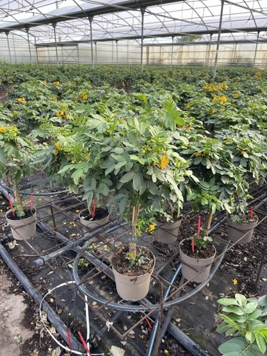 Cassia, Stamm 17/70 cm corymbosa PP-Nr.: IT-16BT0373