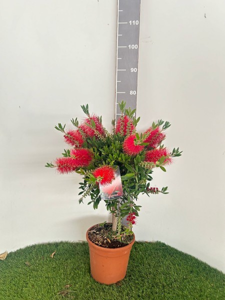 Callistemon, 1/2 Stamm 21/90 cm Splendens PP-Nr.: IT-19-0282