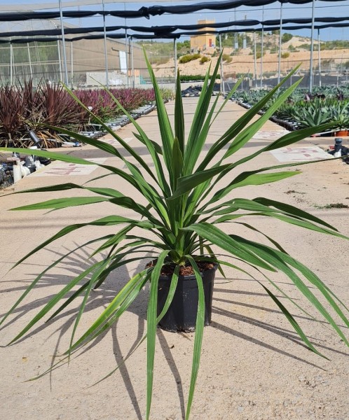 Cordyline Peko, Busch 3,5 LT/60 cm PP-Nr.: ES-17-46/1610