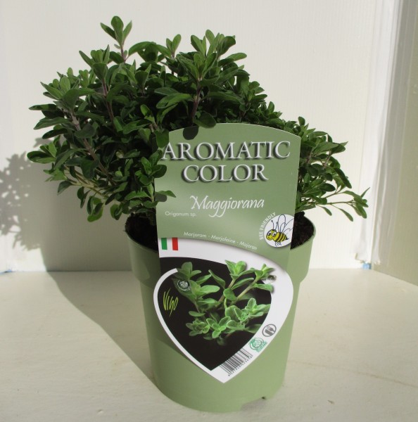 Majoran, Busch 15 cm "AROMATIC COLOR" PP-Nr.: IT-07-0248