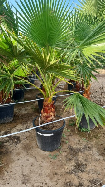 Washingtonia Robusta 1 Pflanze, Stamm 55 LT/160 cm PP-Nr.: ES-17-46/1610