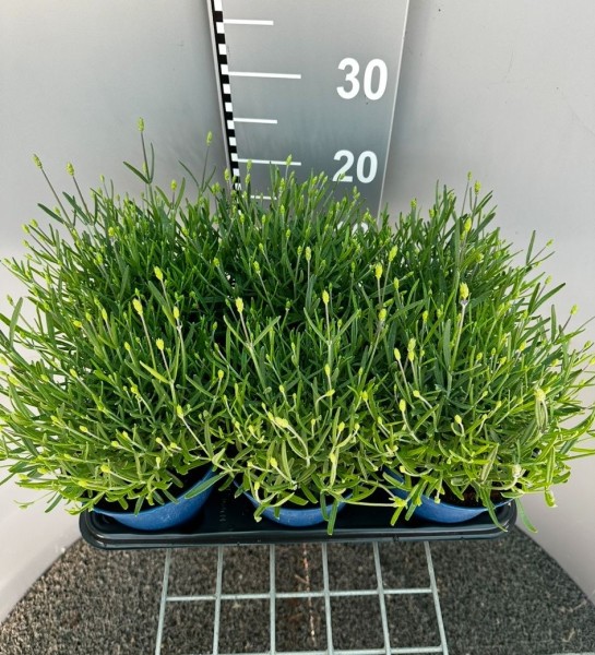 Lavendel, Busch 14 cm ang. Spirit Purple Blue Gewürze PP-Nr.: IT-07-0526
