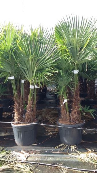 Trachycarpus, Stamm 70 LT/200 cm Fortunei Multi Trunk PP-Nr.: ES-17-46/1610