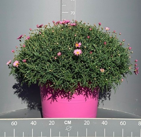 Margeriten, Busch 45/80 cm rosa rosa Topf PP-Nr.: IT-07-0526