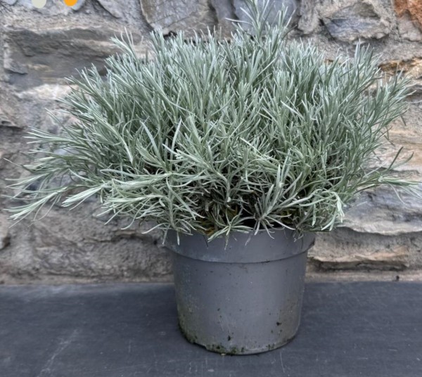 Helichrysum, Busch 18/40 cm italicum - "Currykraut" Gewürze PP-Nr.: IT-07-0526