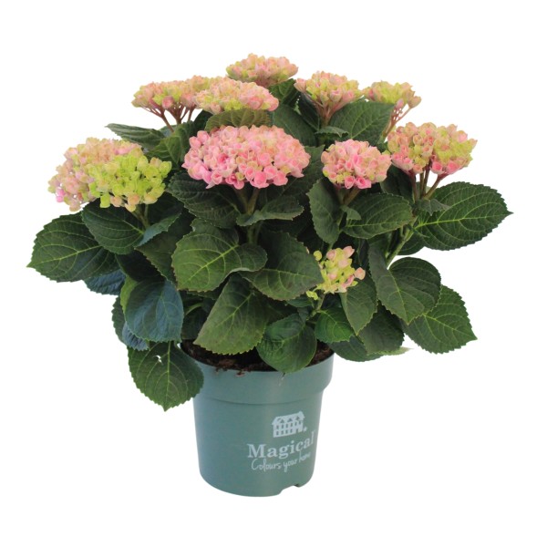Hydrangea, Busch 14/38 cm Hortensien Magical PP-Nr.: ES 14 30 3185