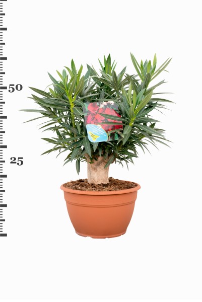 Nerium, Bonsai 30/60 cm Oleander, Gemischte Farben Bonsai PP-Nr.: IT-19-0867