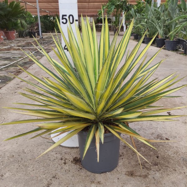 Yucca Filomentosa Color Guard, Busch 3,5 LT/60 cm PP-Nr.: ES-17-46/1610
