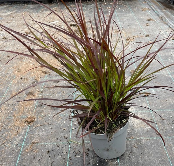 Gräser, Busch 14/50 cm Pennisetum x advena "Chelsea" PP-Nr.: IT-16BT0373