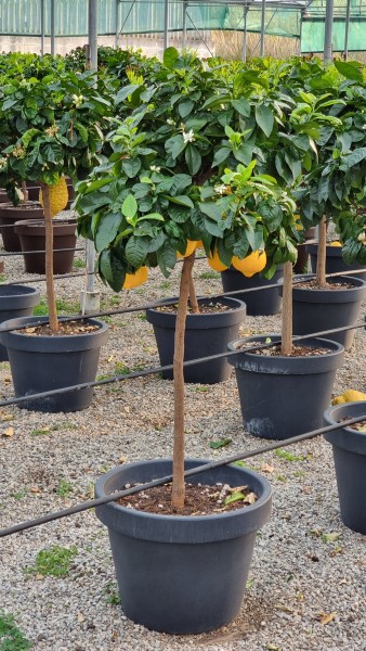 Citrus, Stamm 55x41/190 cm Bergamotte PP-Nr.: IT-19-1627