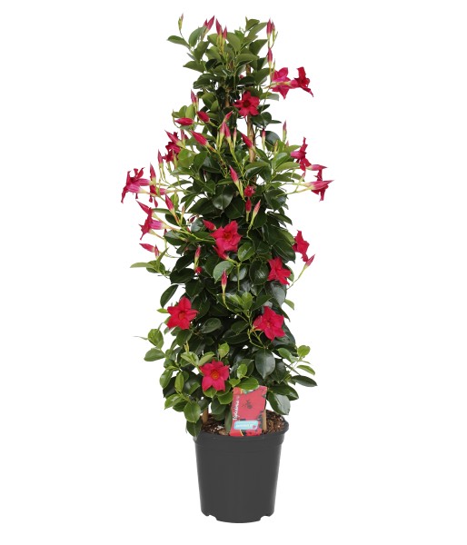 Dipladenia, Pyramide 20/90 cm PP-Nr.: ES 14 30 3185