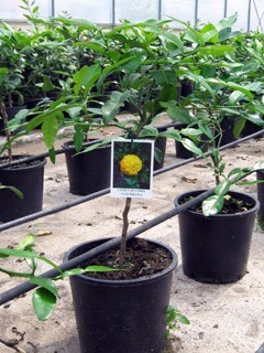 Citrus, Mini-Stamm 19/70 cm Hystrix - Kaffirlimette PP-Nr.: IT-19-1627