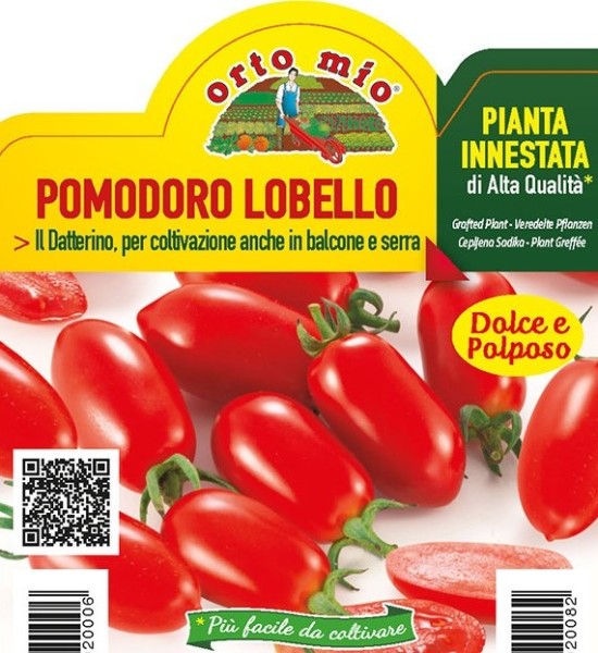 Tomaten veredelt, 10/20 cm Datteltomate, Sorte Lobello (F1) PP-Nr.: IT-08-1868