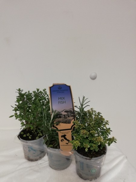 Fisch mix, Busch 9 cm 3er Pack "AROMA RISERVA"® PP-Nr.: IT-07-0248