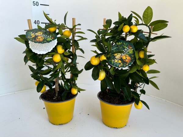Citrus, Spalier 14/40 cm floridana limequat PP-Nr.: IT-16-0165