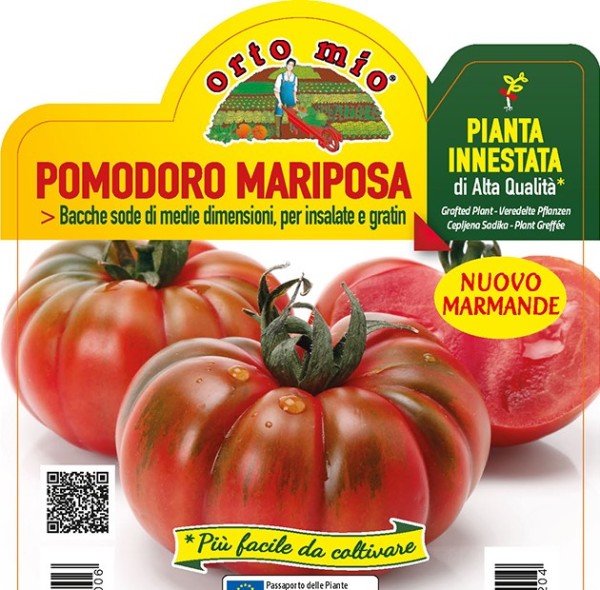Tomaten veredelt Fleischtomate, Sorte Maryposa (F1), 14/30 cm resistent gegen TSWV-Virus PP-Nr.: