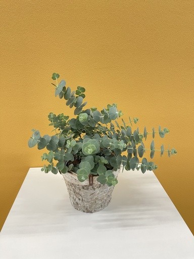 Eucalyptus pulverulenta , Busch 12/25 cm Baby Blue' PP-Nr.: IT-16BT0373