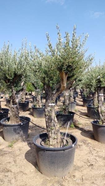 Oliven, Stamm 80LT/270 cm dicker Stamm PP-Nr.: ES-17-46/1610