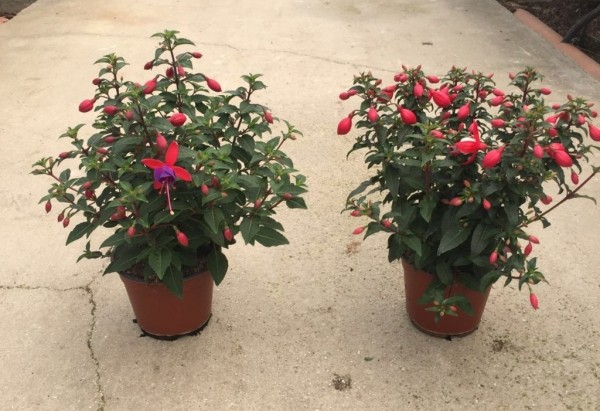 Fuchsia, Busch 14-15 cm Plastiktopf PP-Nr.: IT-07-0526