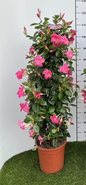 Dipladenia, Pyramide 21/110 cm Sundaville PP-Nr.: IT-19-0288