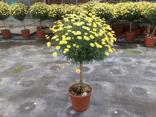 Margeriten, Stamm 30/90 cm gelb gelber Topf PP-Nr.: IT-07-0526