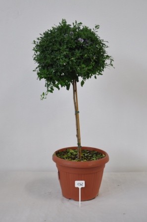 Solanum, Stamm 35/120 cm rantonnettii - Enzianbaum PP-Nr.: IT-07-0526