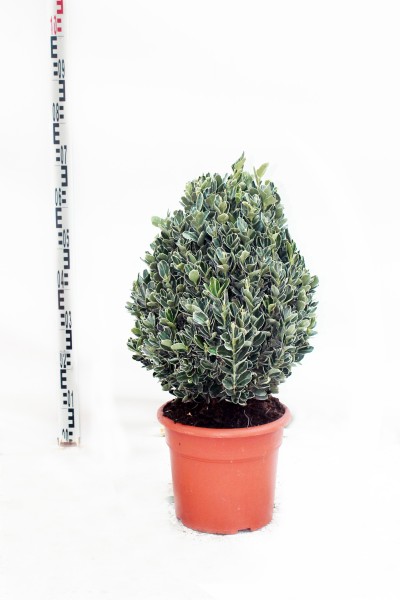 Euonymus, Busch 21/55 cm japonica - Albomarginata PP-Nr.: ES-17-46/1519