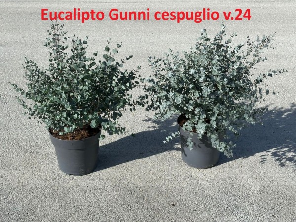 Eucalypthus , Busch 24/60 cm gunni PP-Nr.: IT-16-0165