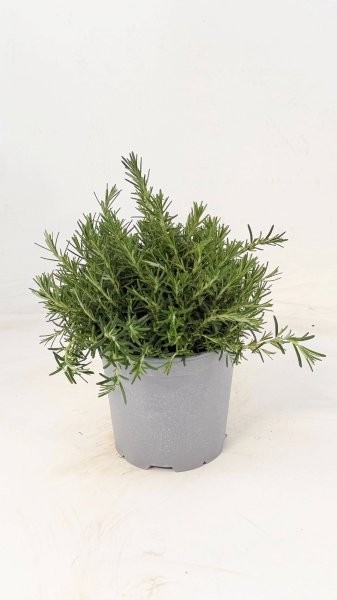 Rosmarin, Busch 18/40 cm prostratus Gewürze PP-Nr.: IT-07-0526