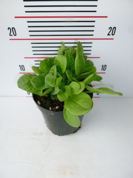 Sauerampfer, Busch 14/30 cm Rumex Acetos Gewürze PP-Nr.: IT-07-0526