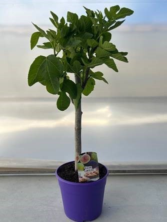 Ficus Carica , Stamm 25 cm PP-Nr.: ES1703/1357