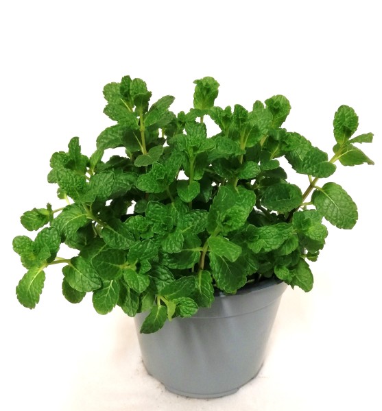 Minze, Busch 14/20 cm Marokko Gewürze PP-Nr.: IT-07-0526