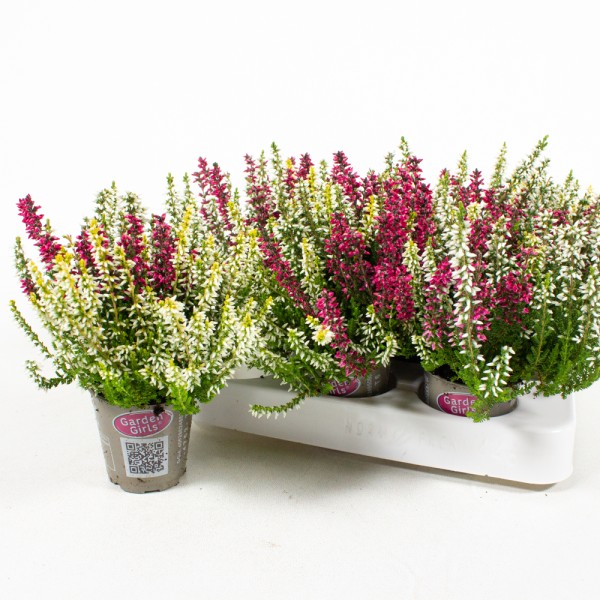 Calluna GG, 6,5/11 cm mini, Trio, rot-weiss-gelb PP-Nr.: DE-NW-1101084