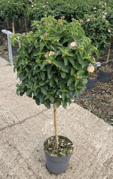 Lantana, Stamm 23/100 cm camara - lila PP-Nr.: IT-16BT0373