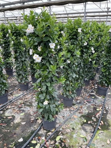Dipladenia, Pyramide 27/160 cm WEISS PP-Nr.: IT-16BT0373