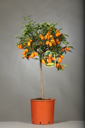 Citrus, Stamm 24/120 cm Fortunella Margarita - Kumquat PP-Nr.: IT-19-1880