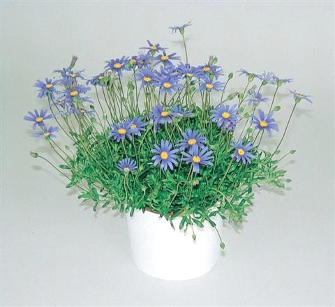 Felicia, Busch 14/30 cm amelloides - Kapaster PP-Nr.: IT-07-0526