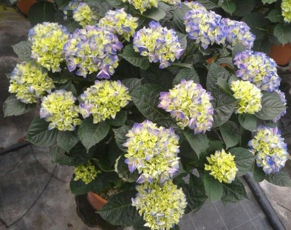 Hydrangea, Busch 24 cm arborescens - Hortensie PP-Nr.: IT-07-0526