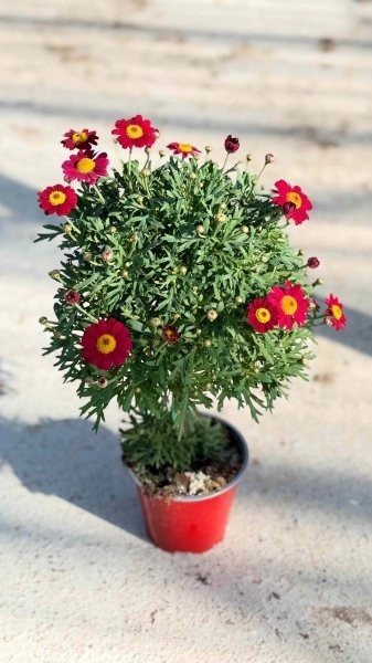 Margeriten, Stamm 14/60 cm rot PP-Nr.: IT-07-0526