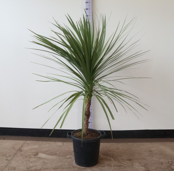 Cordyline , Busch 35/155 cm indivisa PP-Nr.: IT-19-0066