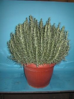 Rosmarin, Busch 45/80 cm officinalis Gewürze PP-Nr.: IT-07-0526
