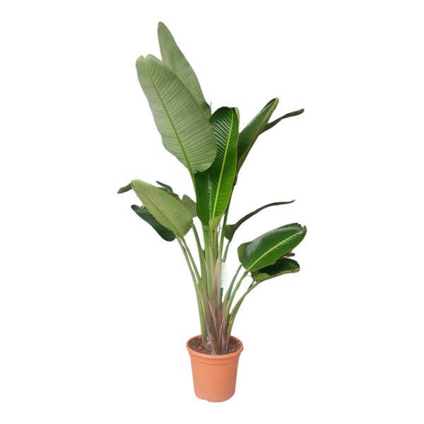 Strelitzia, 33/200 cm nicolay 2 Pflanzen PP-Nr.: ES 14 30 3185