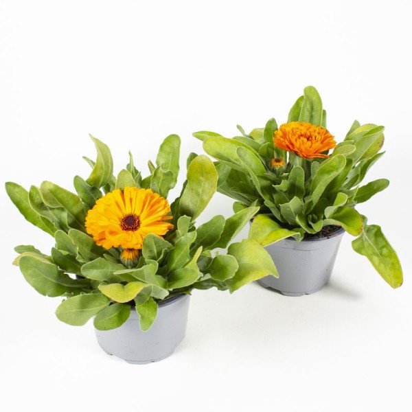 Calendula, Busch 14/20 cm Ringelblume PP-Nr.: IT-07-0526