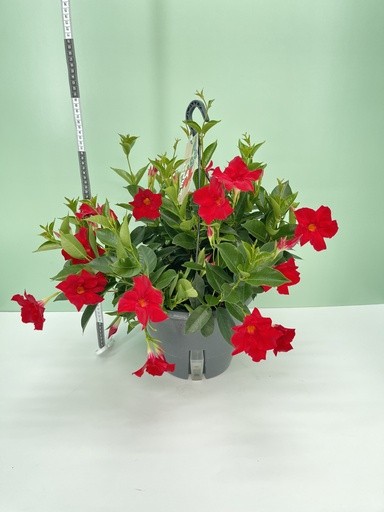 Dipladenia, Ampel 27/häng. cm ROT PP-Nr.: IT-16BT0373