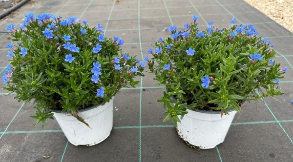 Lithodora, Busch 14/25 cm Haevenly blue PP-Nr.: IT-16-0165