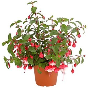 Fuchsia, Busch 18/50 cm PP-Nr.: IT-07-0526