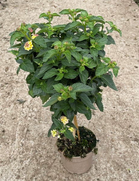Lantana, Stamm 17/70 cm camara - lila PP-Nr.: IT-16BT0373