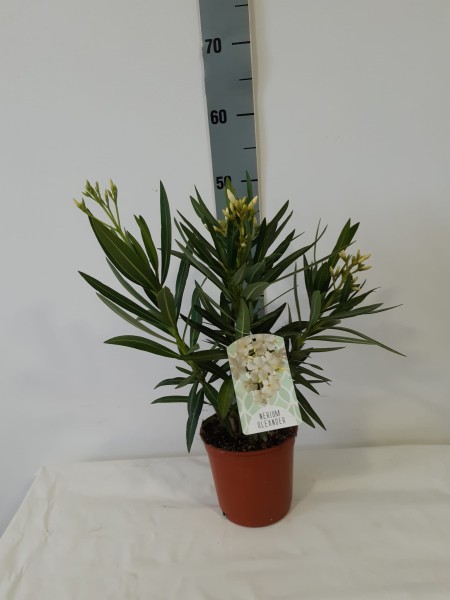 Nerium Oleander, Busch 14/50 cm Gemischte Farben PP-Nr.: ES -17-46/2054